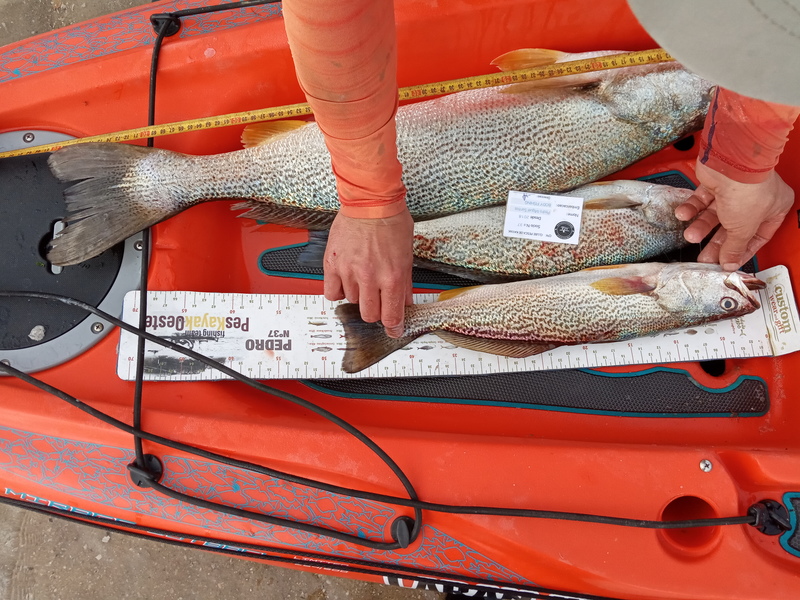Fish Measure Picture