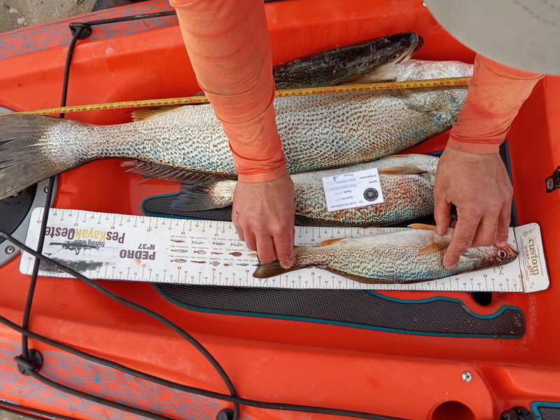 Fish Measure Picture