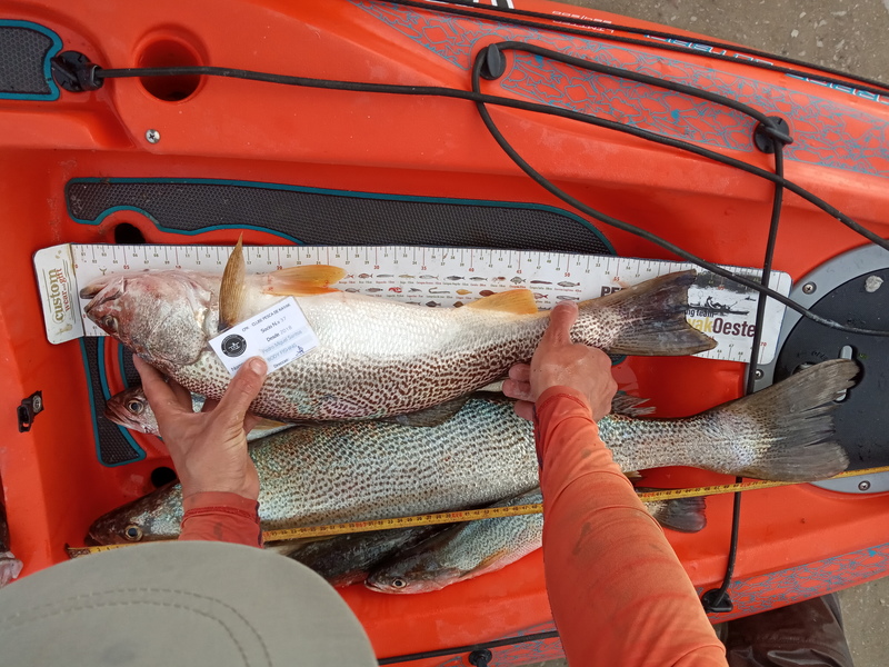 Fish Measure Picture