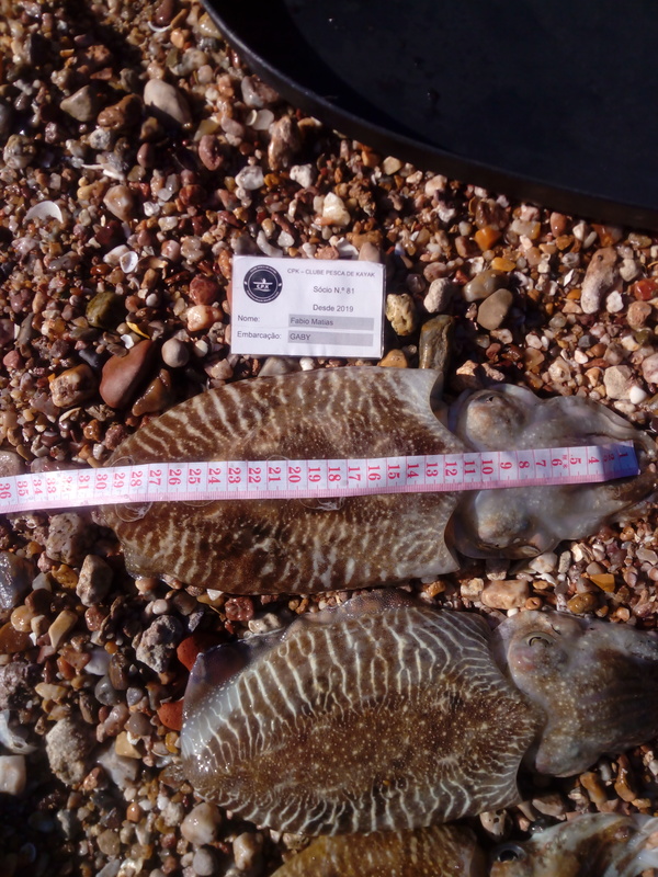 Fish Measure Picture