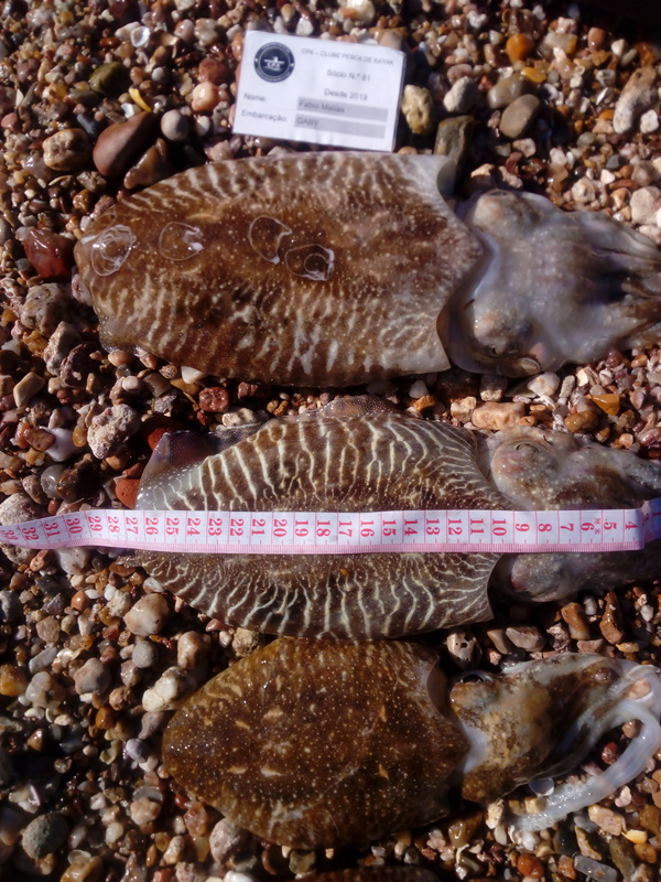 Fish Measure Picture