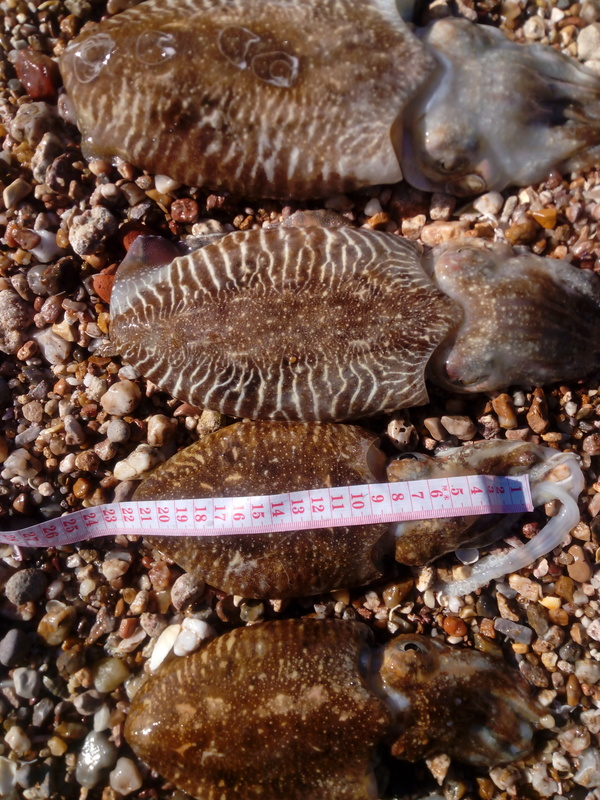 Fish Measure Picture