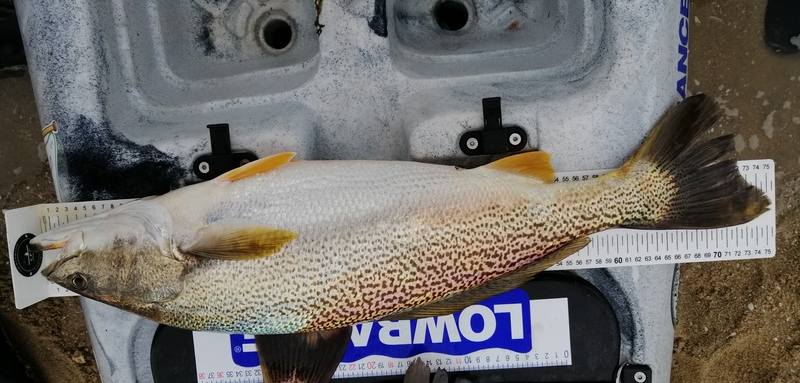 Fish Measure Picture