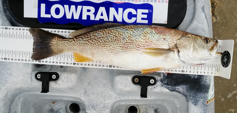 Fish Measure Picture