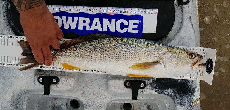 Fish Measure Picture
