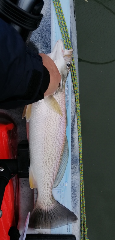 Fish Measure Picture
