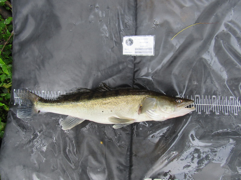 Fish Measure Picture