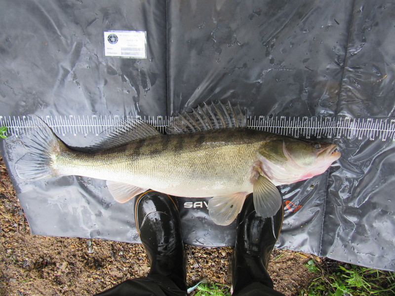 Fish Measure Picture