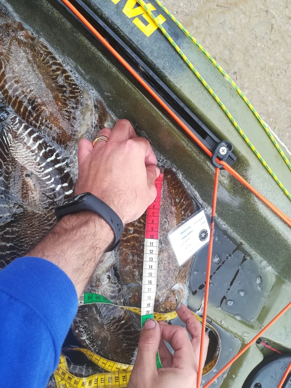 Fish Measure Picture
