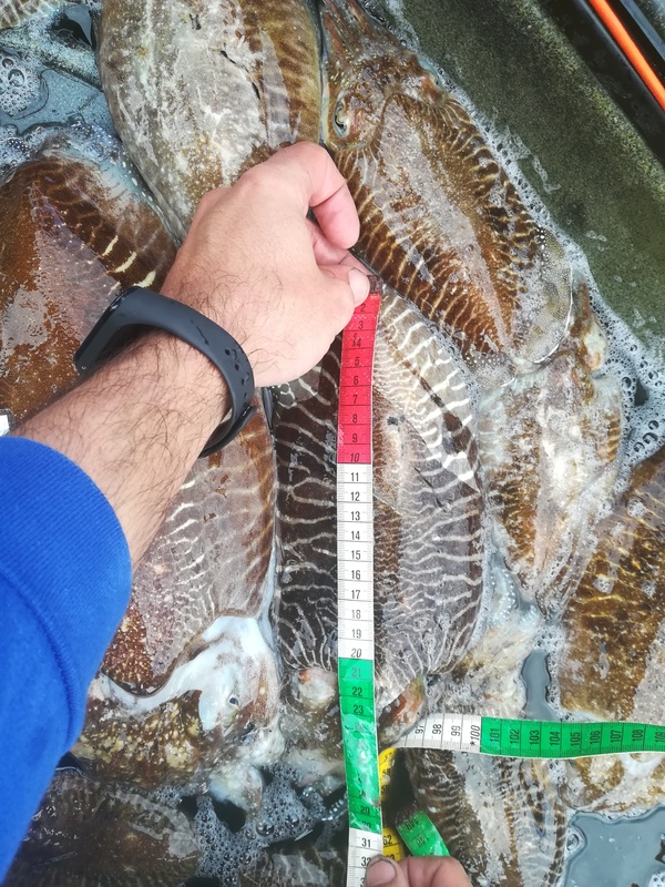 Fish Measure Picture