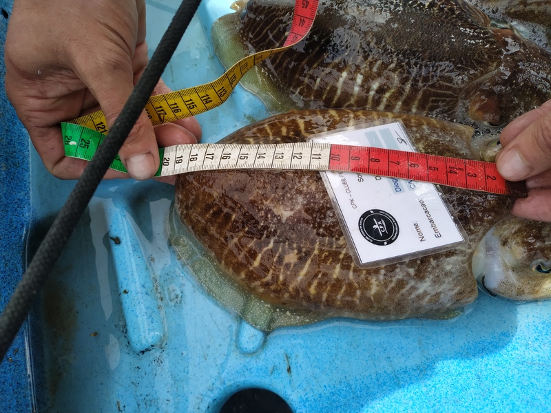 Fish Measure Picture