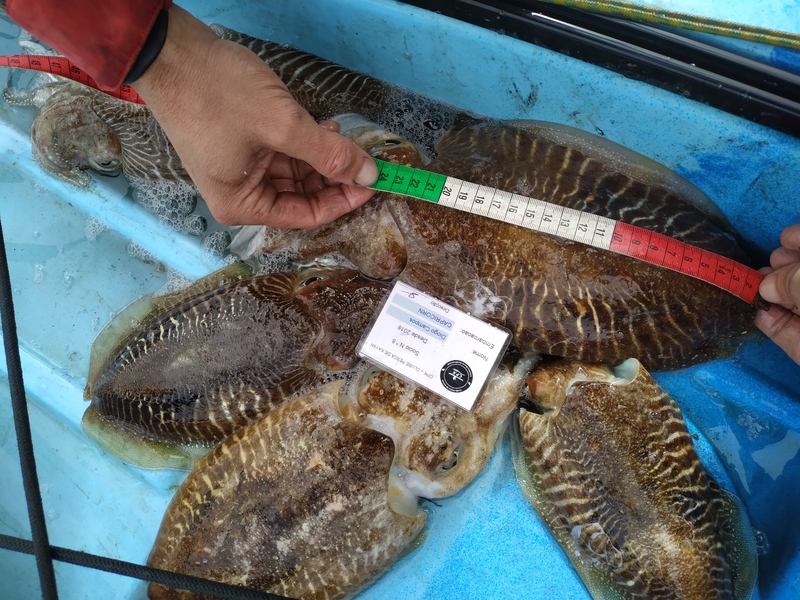 Fish Measure Picture