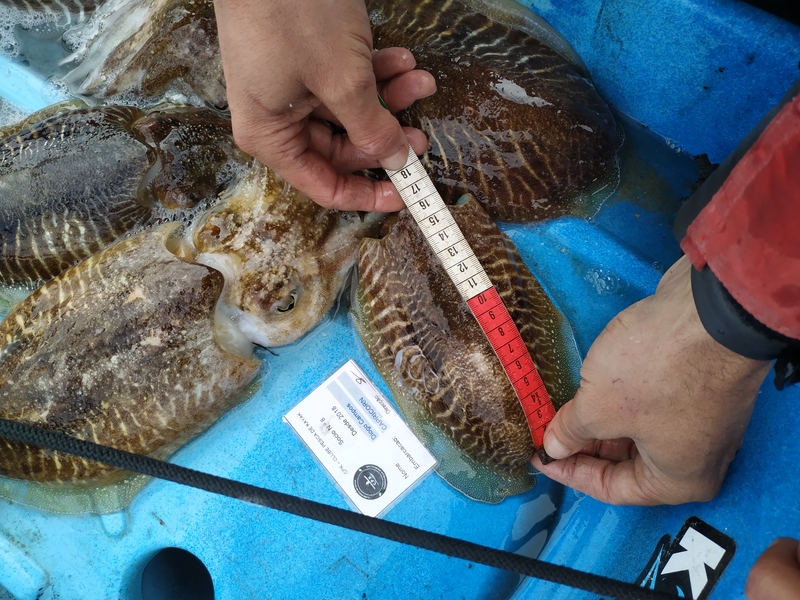 Fish Measure Picture