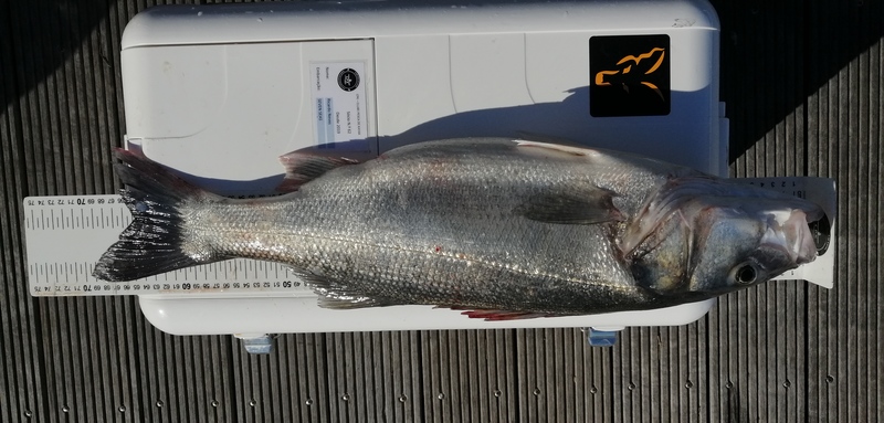 Fish Measure Picture