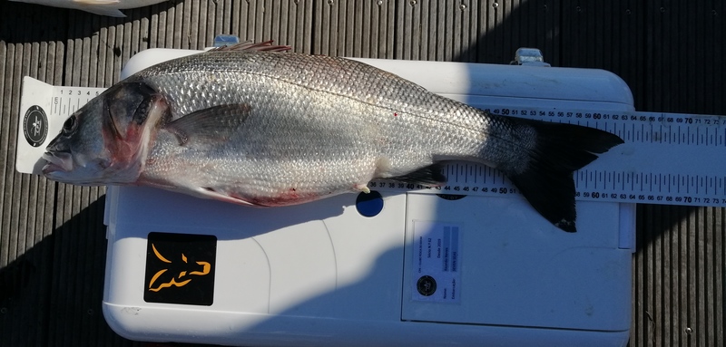 Fish Measure Picture