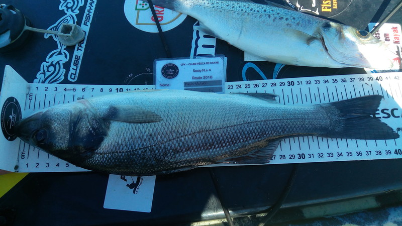 Fish Measure Picture