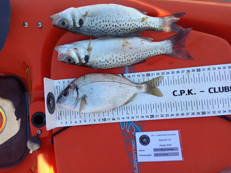 Fish Measure Picture