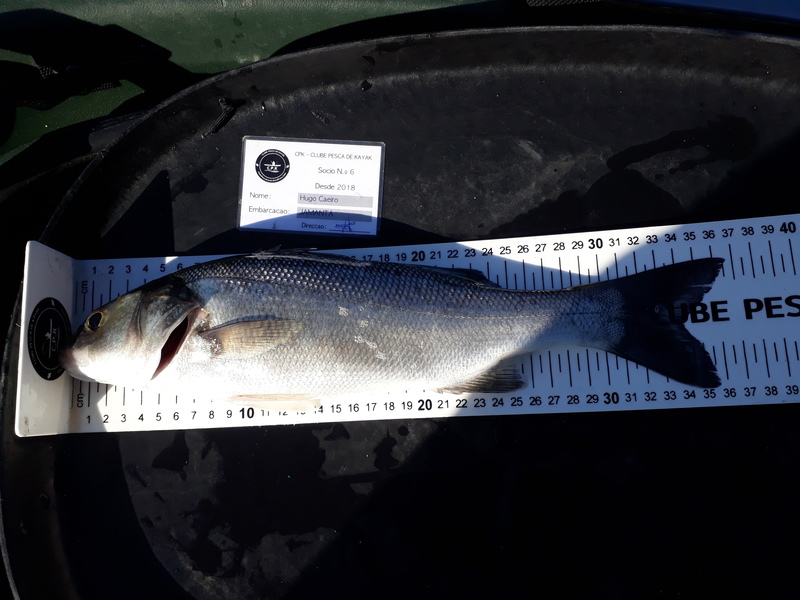 Fish Measure Picture