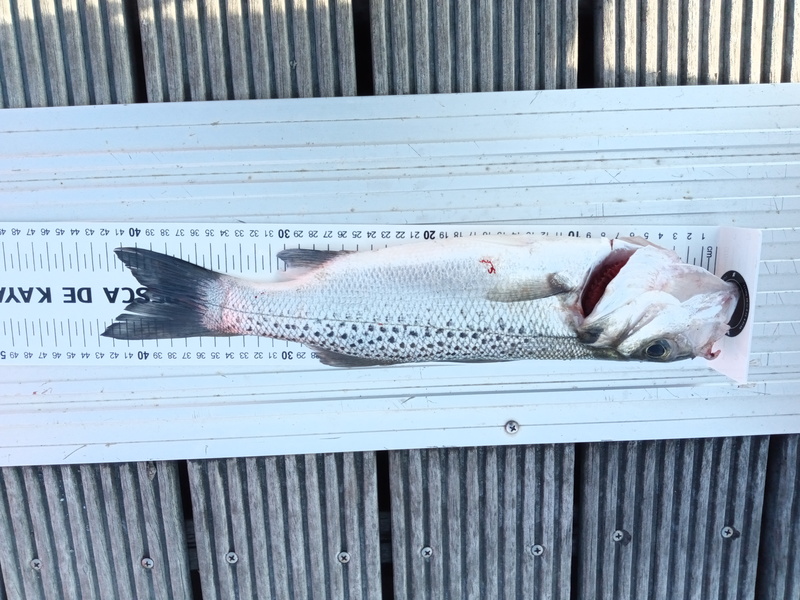 Fish Measure Picture
