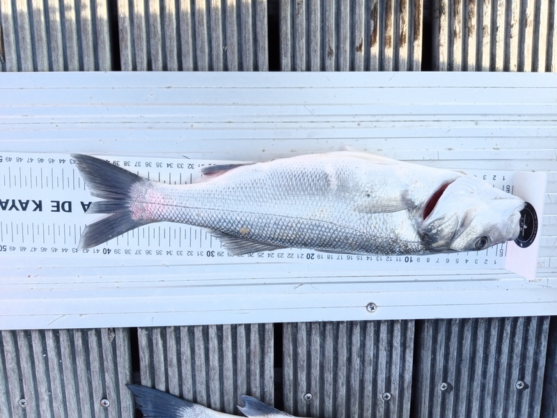 Fish Measure Picture