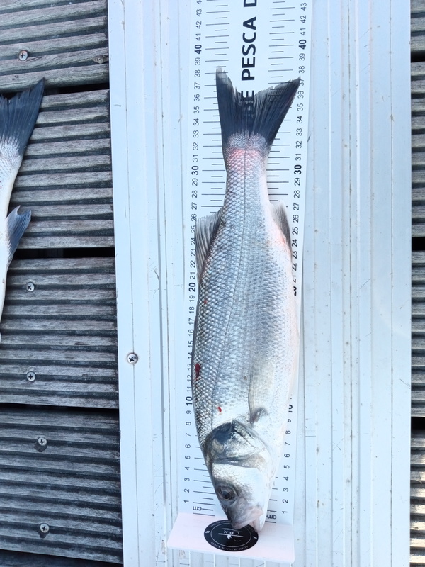 Fish Measure Picture