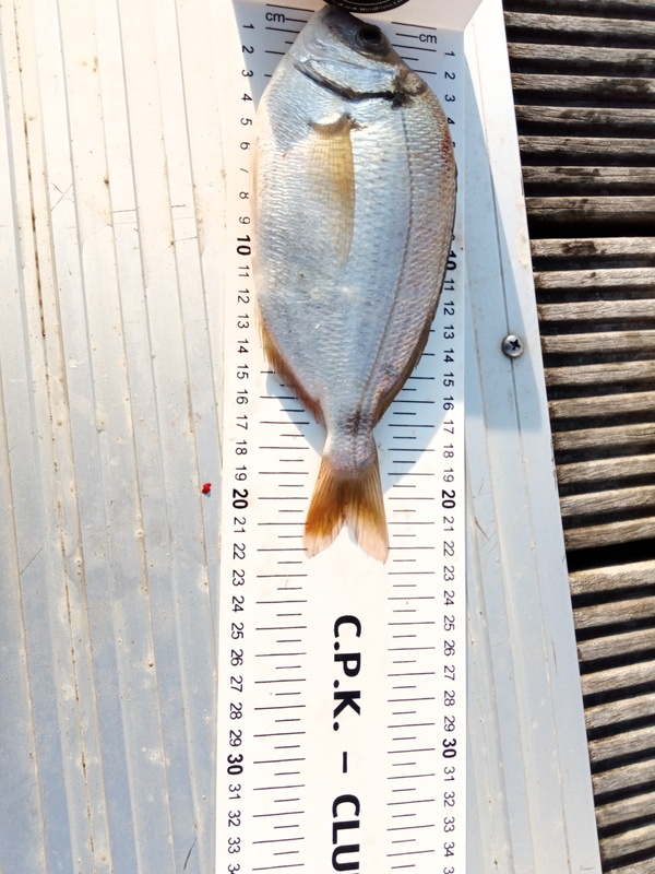Fish Measure Picture