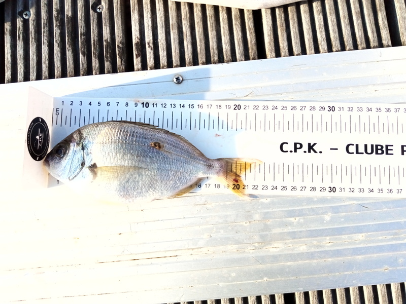 Fish Measure Picture