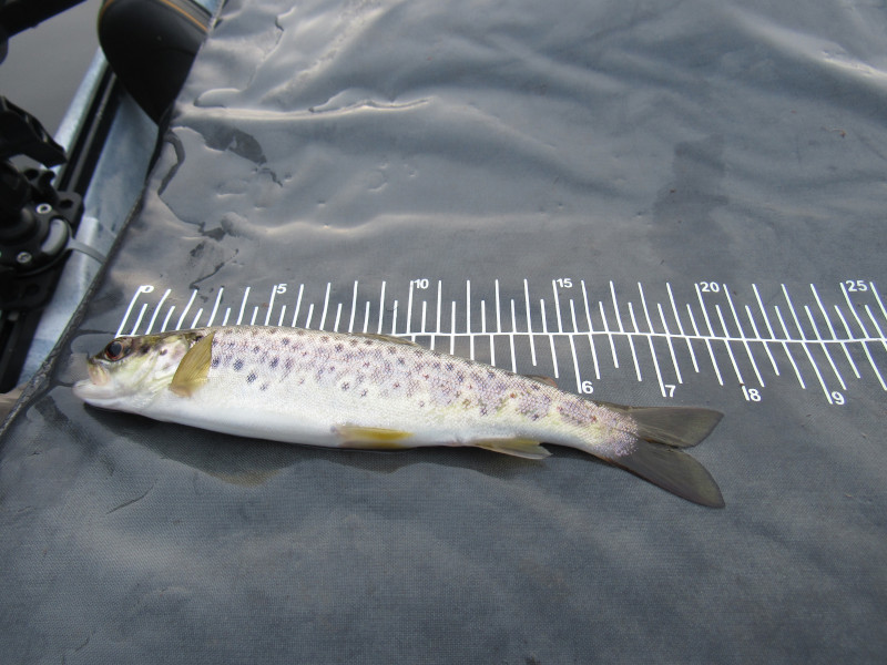 Fish Measure Picture