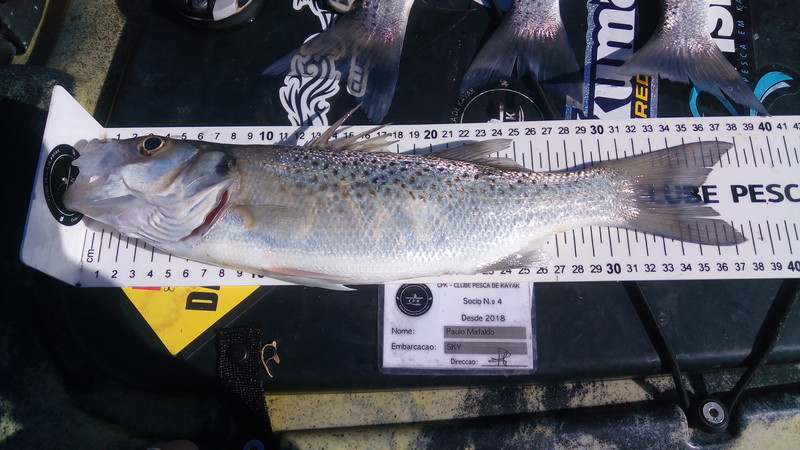 Fish Measure Picture