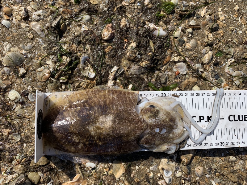 Fish Measure Picture