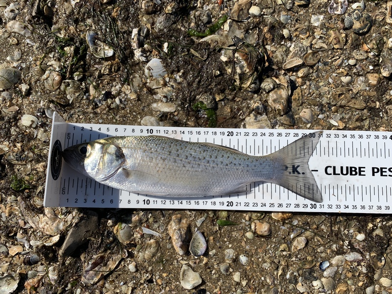 Fish Measure Picture