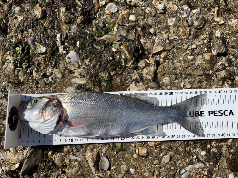 Fish Measure Picture