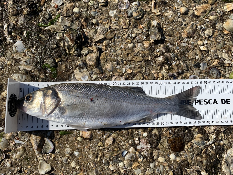 Fish Measure Picture