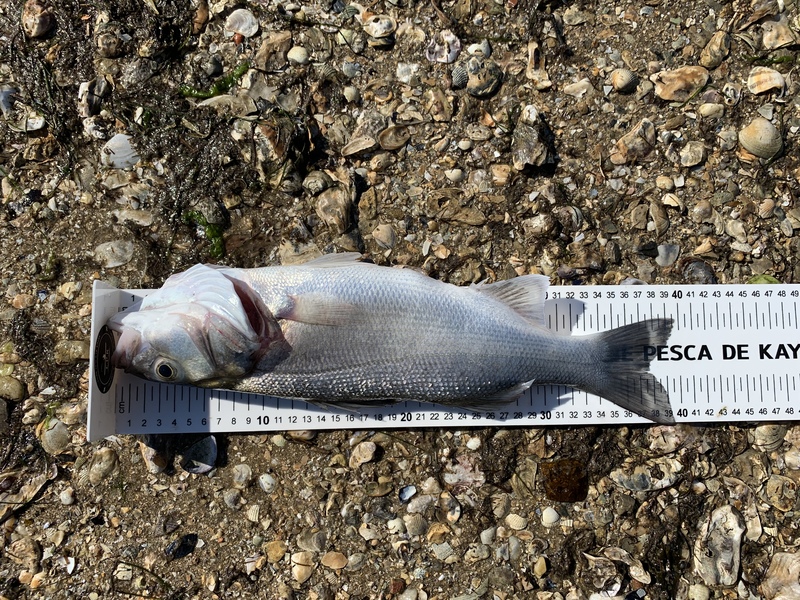 Fish Measure Picture