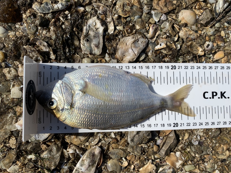 Fish Measure Picture
