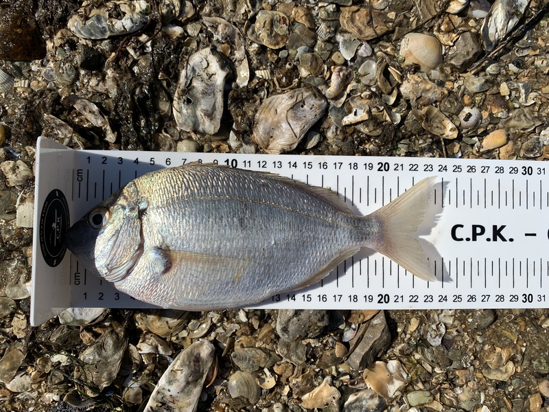 Fish Measure Picture
