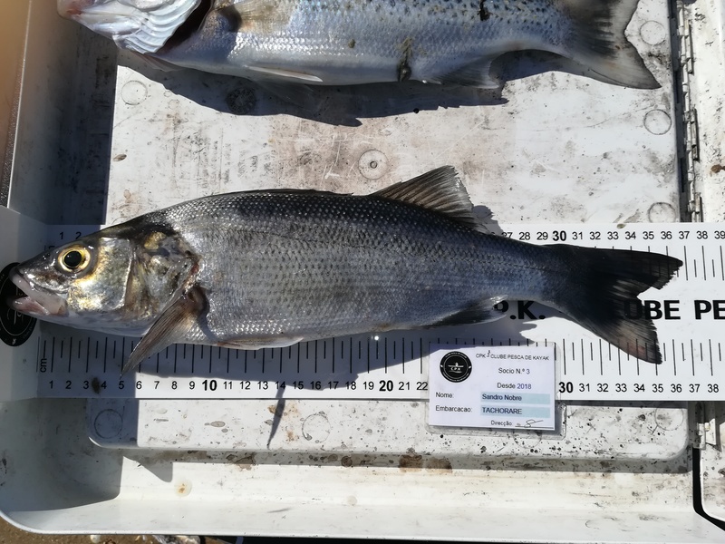 Fish Measure Picture