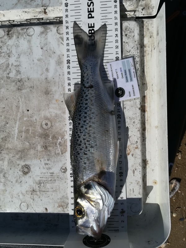 Fish Measure Picture
