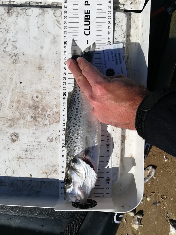 Fish Measure Picture