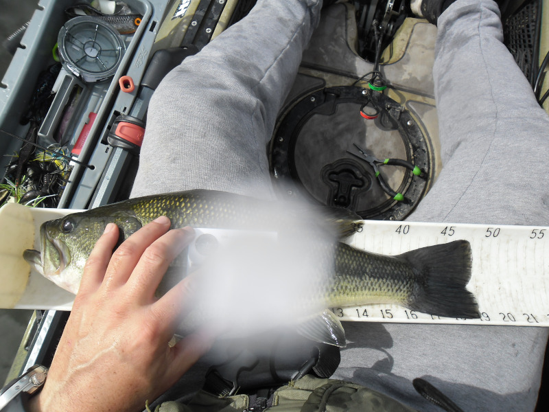 Fish Measure Picture