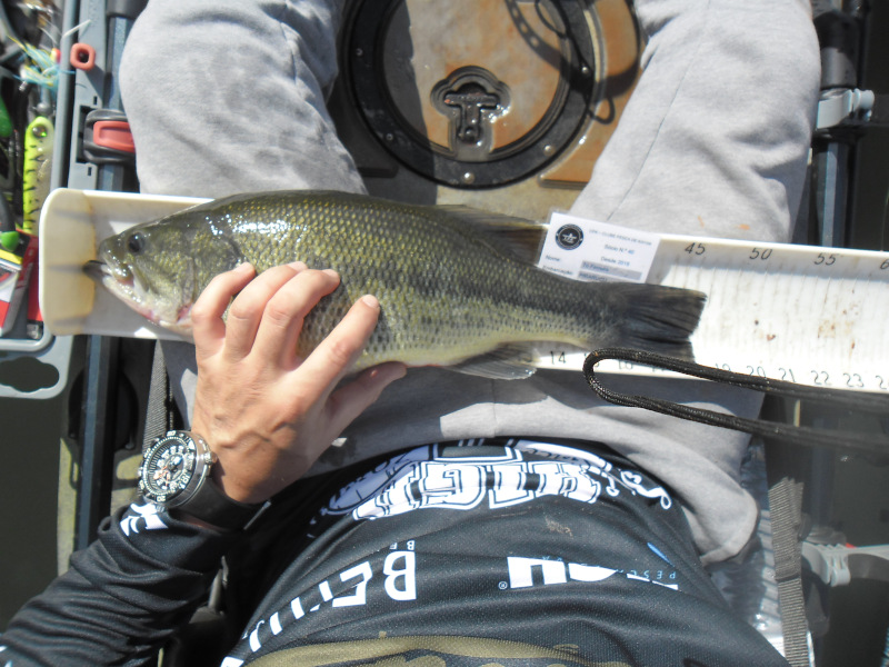Fish Measure Picture