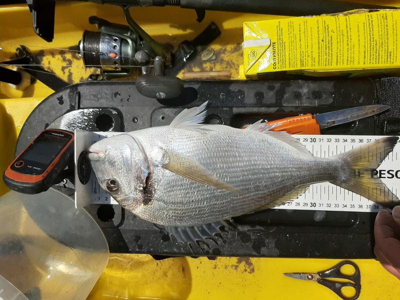 Fish Measure Picture