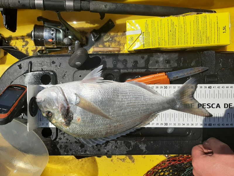 Fish Measure Picture