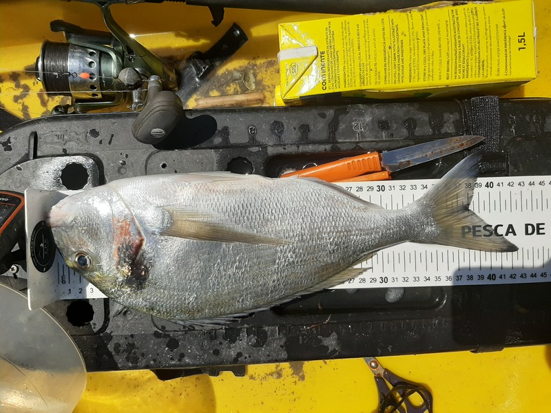 Fish Measure Picture