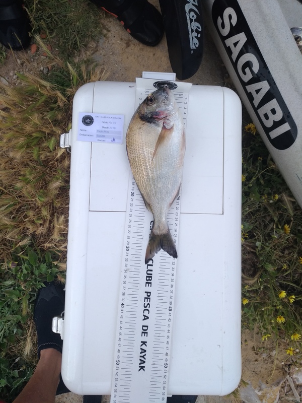 Fish Measure Picture