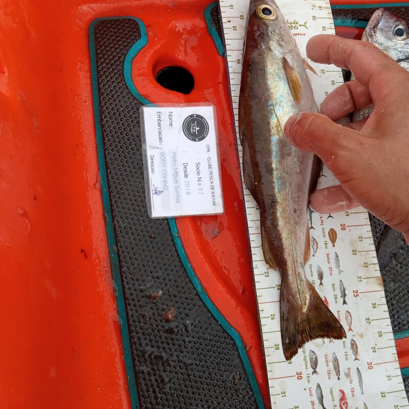 Fish Measure Picture