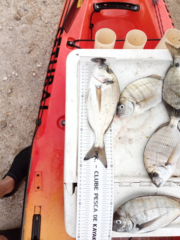 Fish Measure Picture