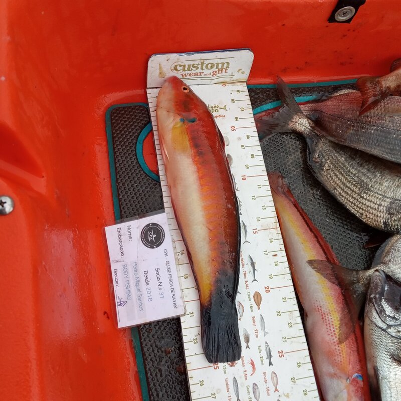 Fish Measure Picture