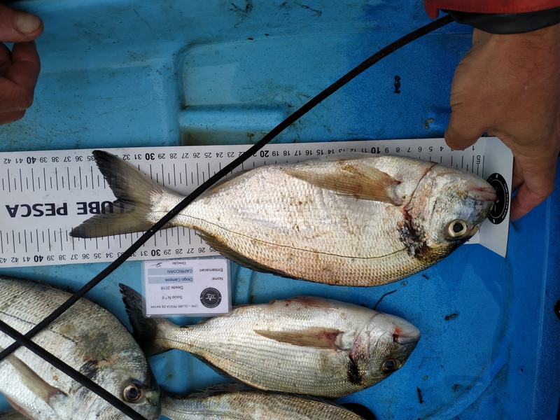 Fish Measure Picture