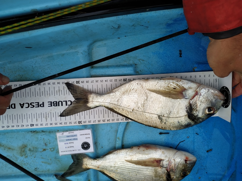 Fish Measure Picture